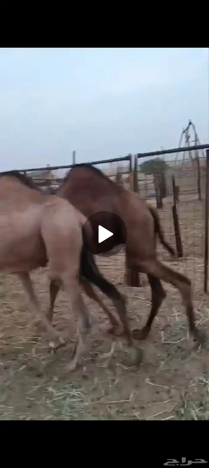 ثلاثه قعدان فل شحم علف نظيف شعير وبرسيم فقط العمر 9اشهر 5