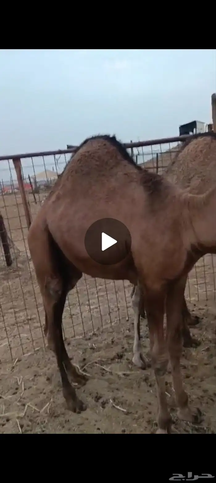 ثلاثه قعدان فل شحم علف نظيف شعير وبرسيم فقط العمر 9اشهر 4