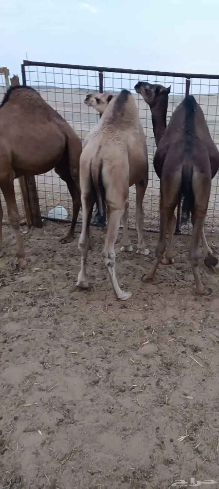 ثلاثه قعدان فل شحم علف نظيف شعير وبرسيم فقط العمر 9اشهر 7