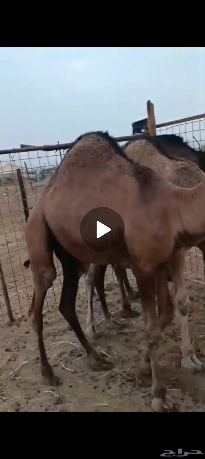 ثلاثه قعدان فل شحم علف نظيف شعير وبرسيم فقط العمر 9اشهر 3