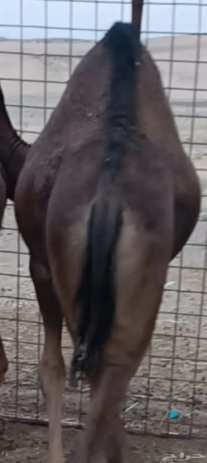 ثلاثه قعدان فل شحم علف نظيف شعير وبرسيم فقط العمر 9اشهر 1