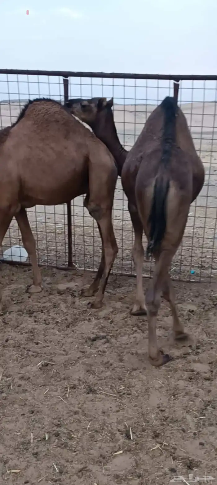 ثلاثه قعدان فل شحم علف نظيف شعير وبرسيم فقط العمر 9اشهر 6