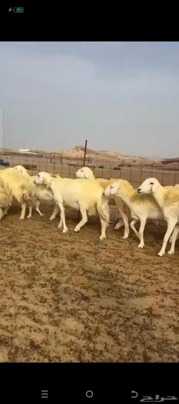 غنم حريات رخال دفيع 1