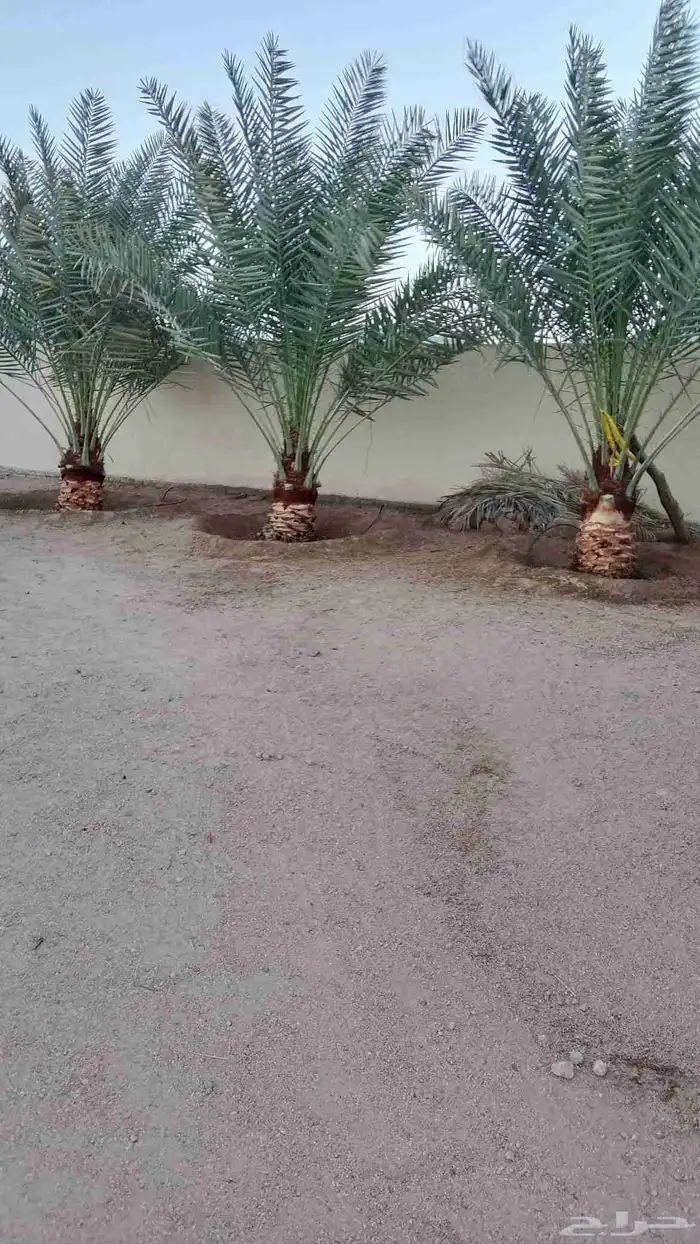 ابوحسن شغل نخل تكريب تنظيف قلع غرايس ويوجد غرايس بياض 3