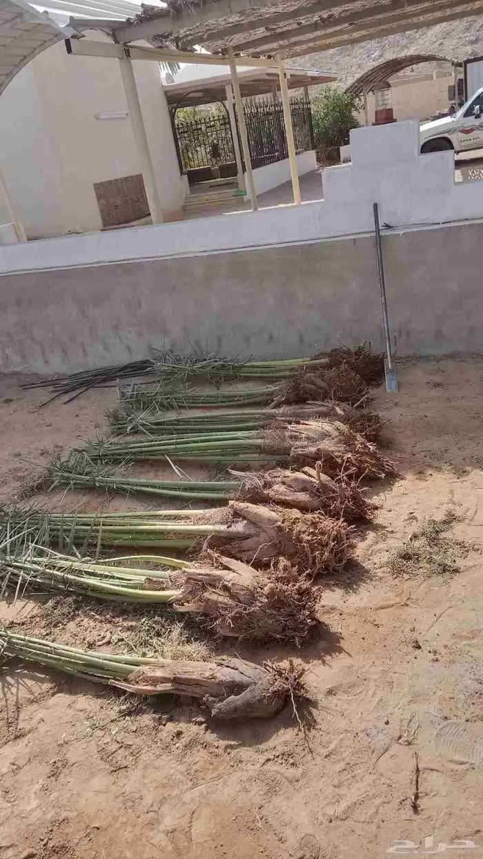 ابو حسن لشغل النخل تكريب وتنظيف وقلع غرايس ويوجد غرايس بياض 1