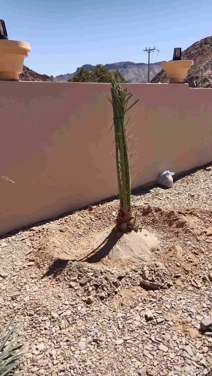 ابو حسن لشغل النخل تكريب وتنظيف وقلع غرايس ويوجد غرايس بياض 2