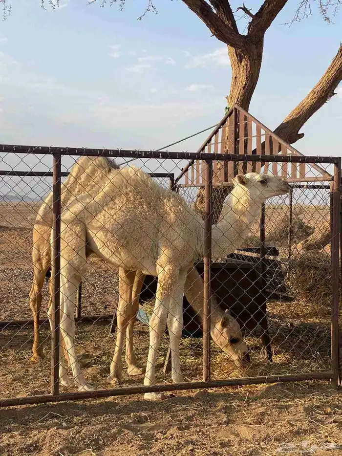 نياق 3