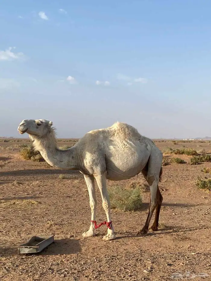 نياق 1