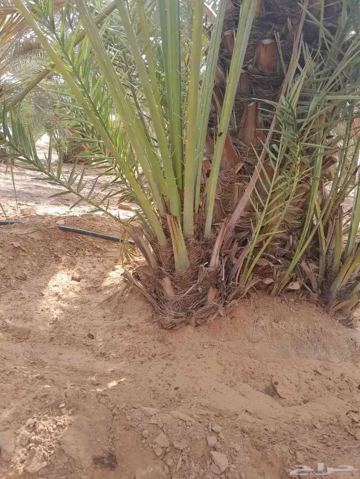 نخيل وشبوك المزارع 0