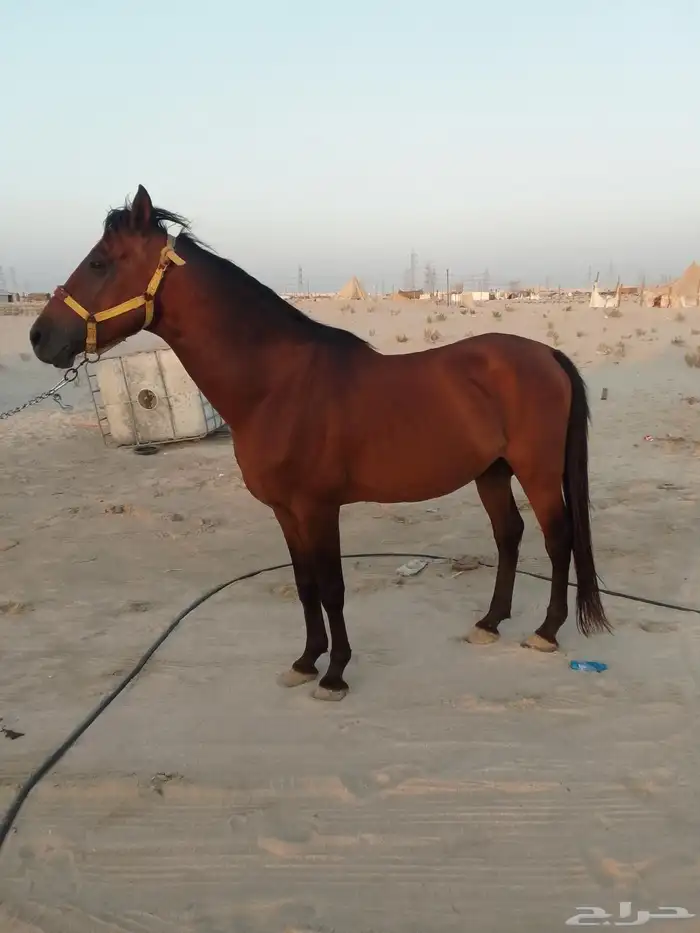 للبيع خيل جزيري شعبي 2