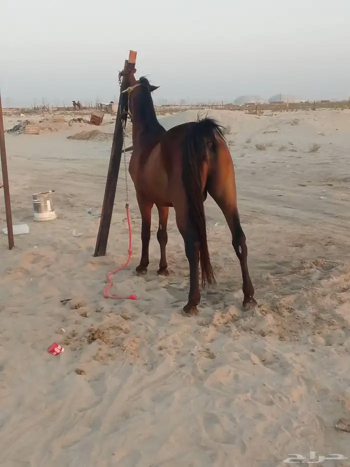 للبيع خيل جزيري شعبي 1