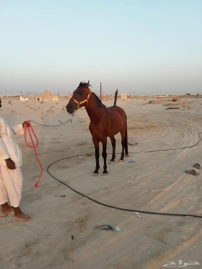 للبيع خيل جزيري شعبي 4