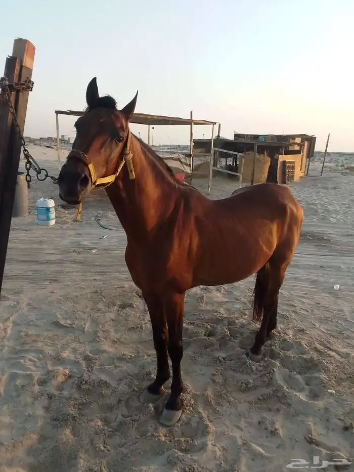 للبيع خيل جزيري شعبي 3