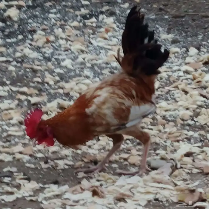 ديكين بلدي 8
