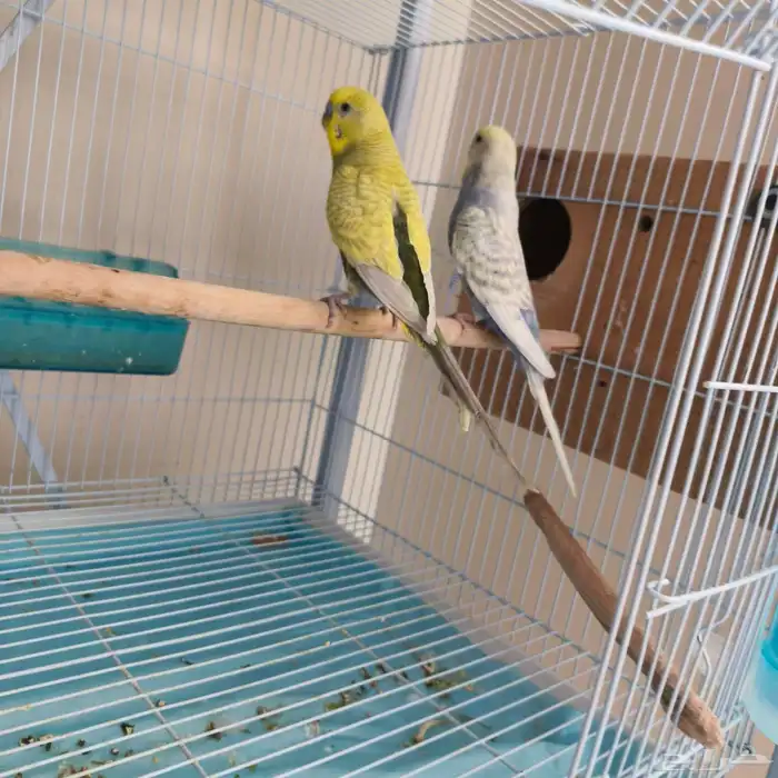 جوز حب يبدا سوم من 20 اخر سومه نصيبه 1