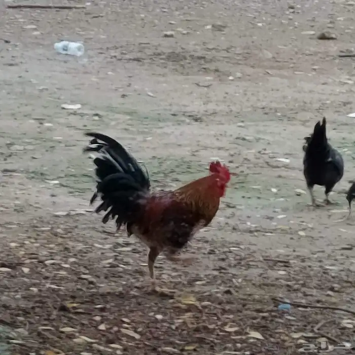 ديكين بلدي 5