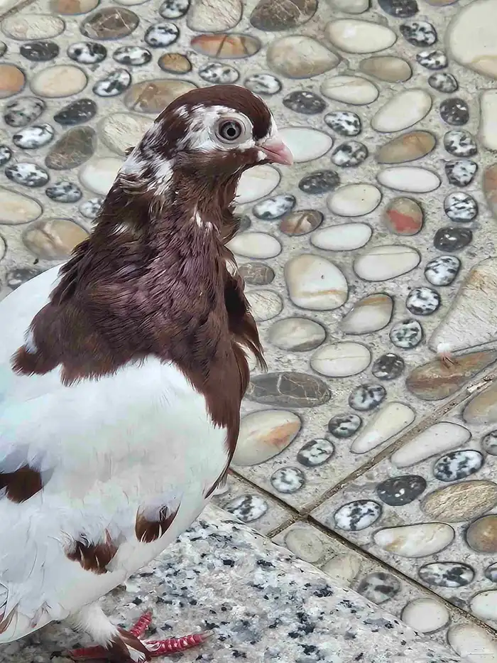 زوج حمام مفتل منتج 2