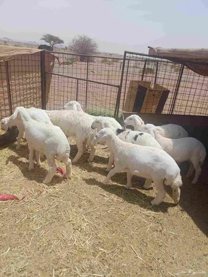رخال مقاني للبيع 5