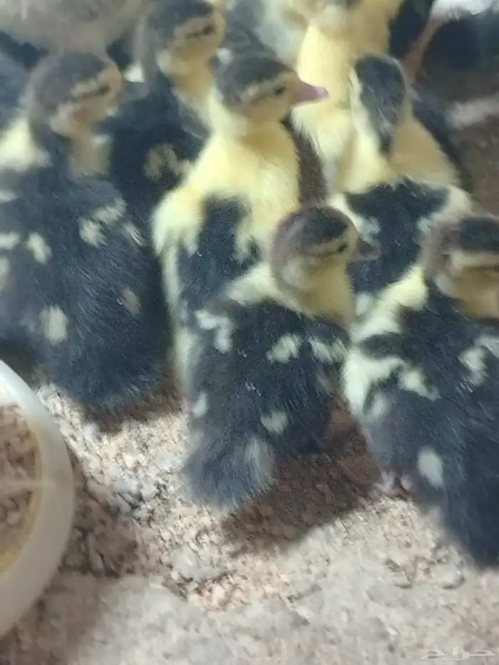 صوص بط بلدي 0