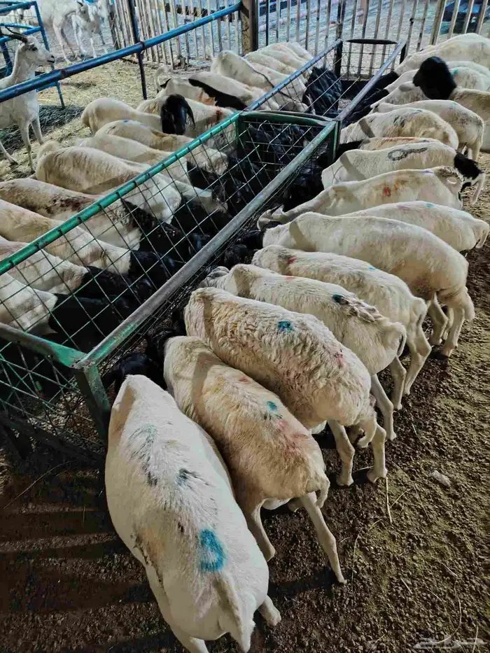 برابر وتيوس وسواكن مرابي 3شهور لحوم طيبة للتفريد والجملة 2