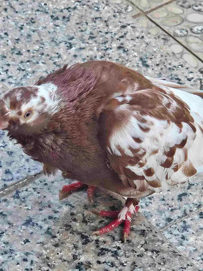 زوج حمام مفتل منتج 4