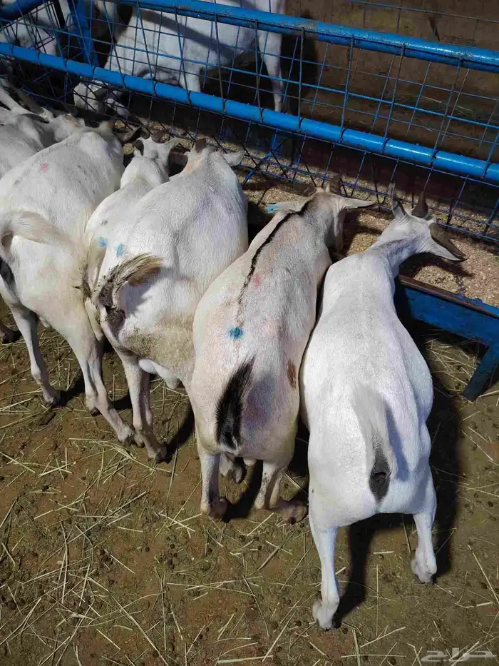 برابر وتيوس وسواكن مرابي 3شهور لحوم طيبة للتفريد والجملة 3
