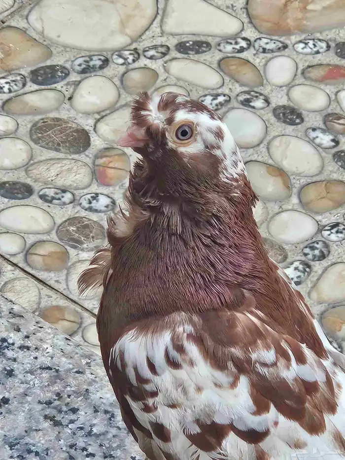 زوج حمام مفتل منتج 1
