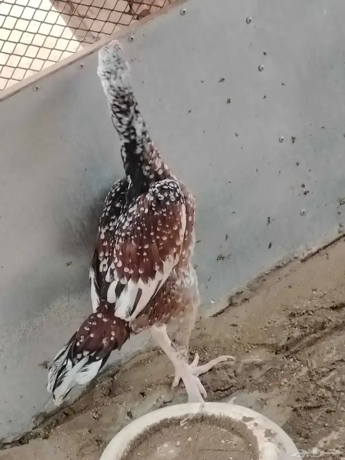 دجاج باكستاني للبيع 7