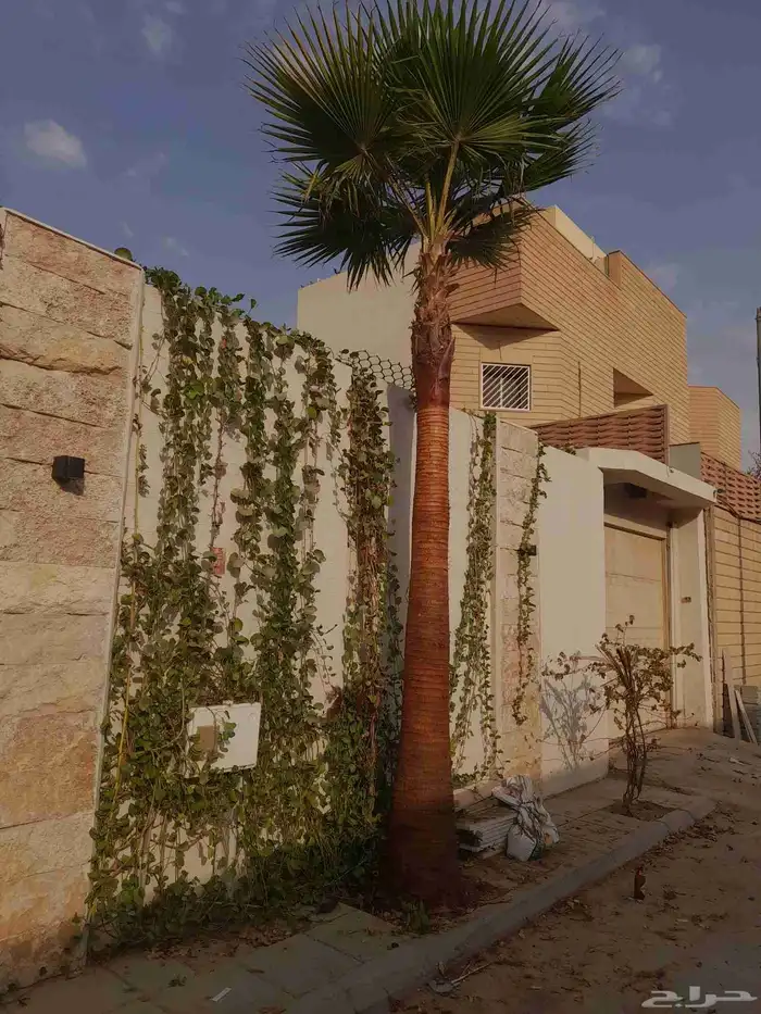 نعمل في. توريد وزراعه جميع انواع النخيل. 3