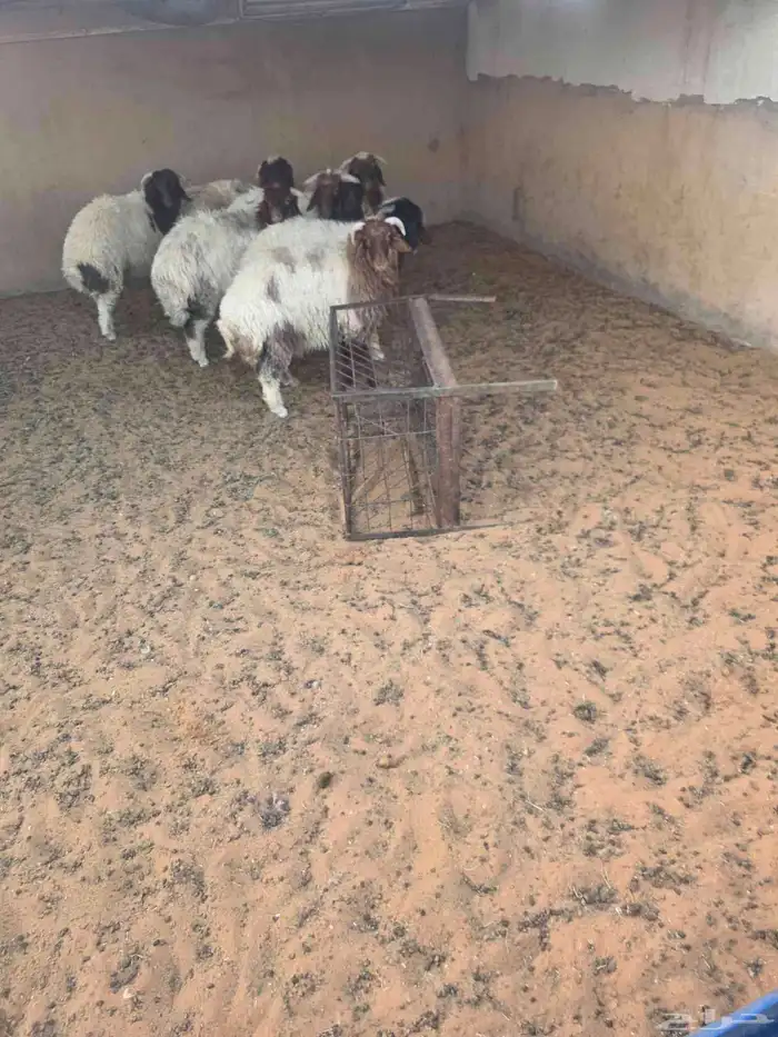 ذبيحتك واصله لبيتك 6
