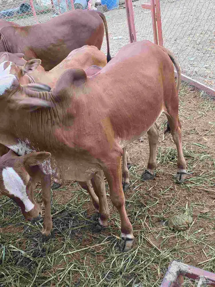 حسيل بلدي سمين ماشاءالله تبارك الله 2