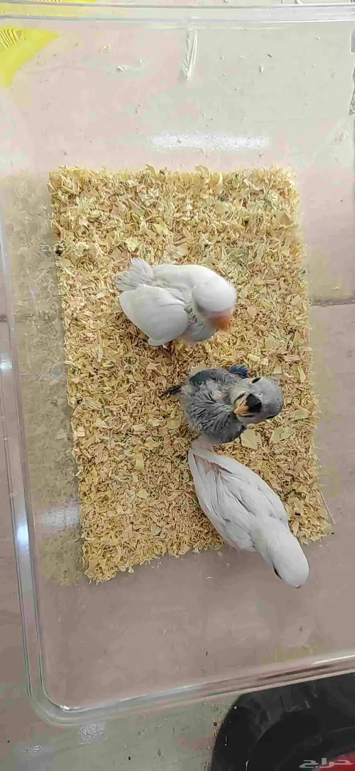 تم البيع 1