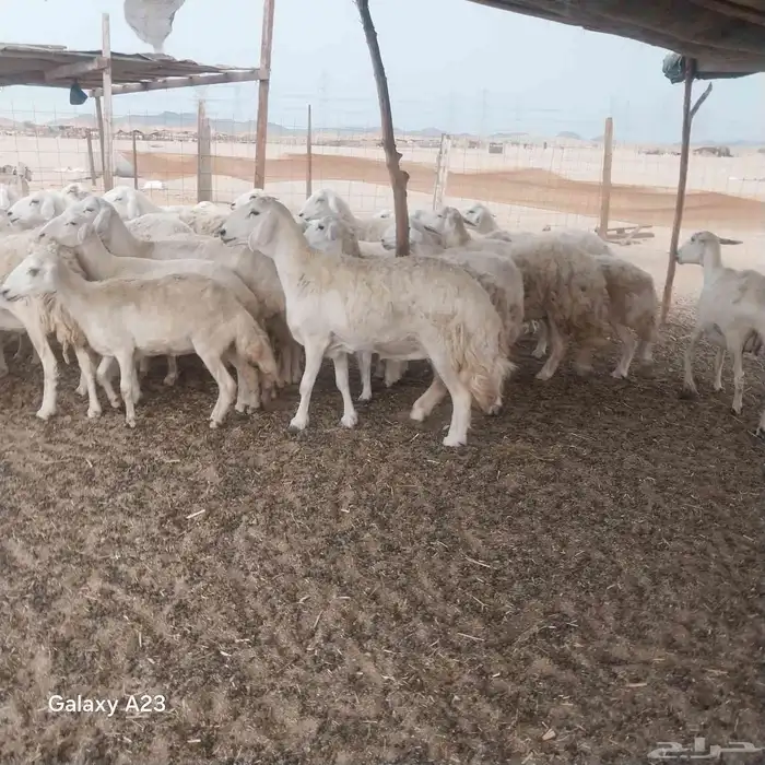 أعرض لكم غنم حريات جنب دفيع شرط الغنم طيبه سليمه من الأمراض 0