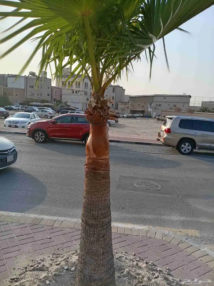 التعديل جميع أنواع النخيل والأشجار وتنسيق الحدائق الزراعية 1