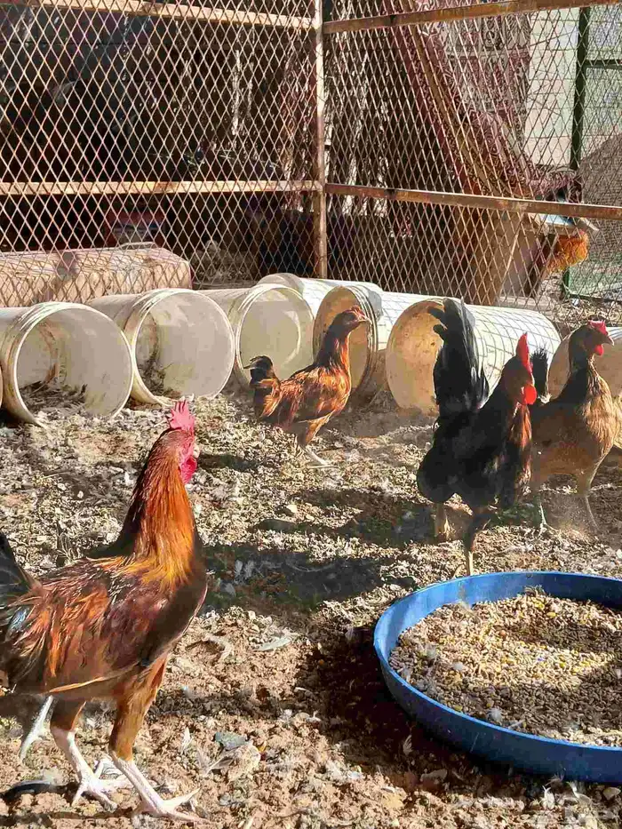 دجاج بلدي وفيومي فواتح فيهم ترثه 4