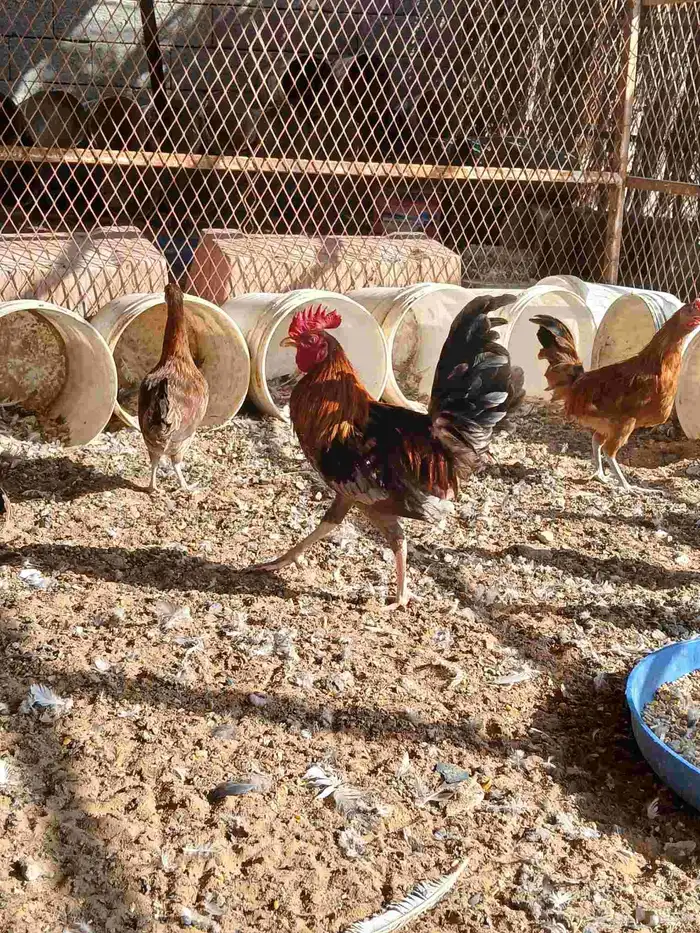 دجاج بلدي وفيومي فواتح فيهم ترثه 2