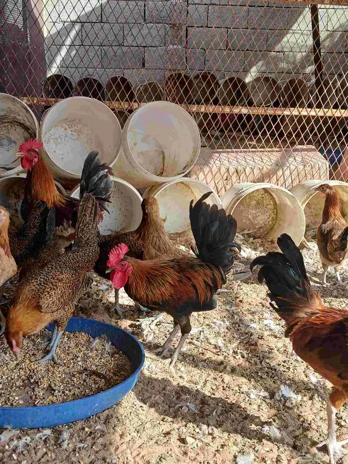 دجاج بلدي وفيومي فواتح فيهم ترثه 0