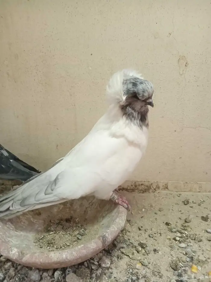 سلام عليكم 3