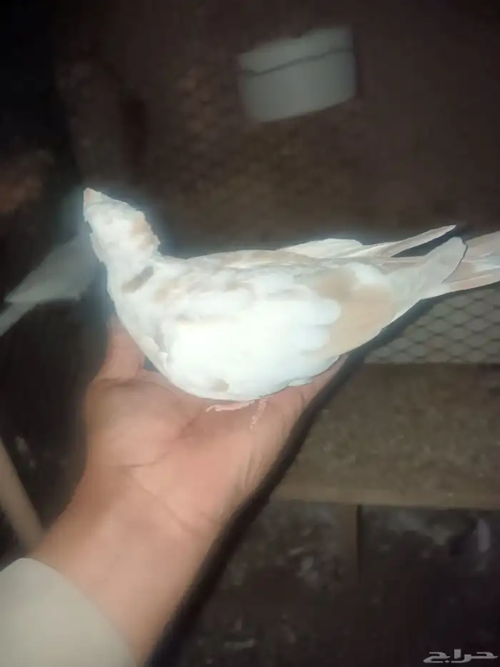 حمام ياكريم 3