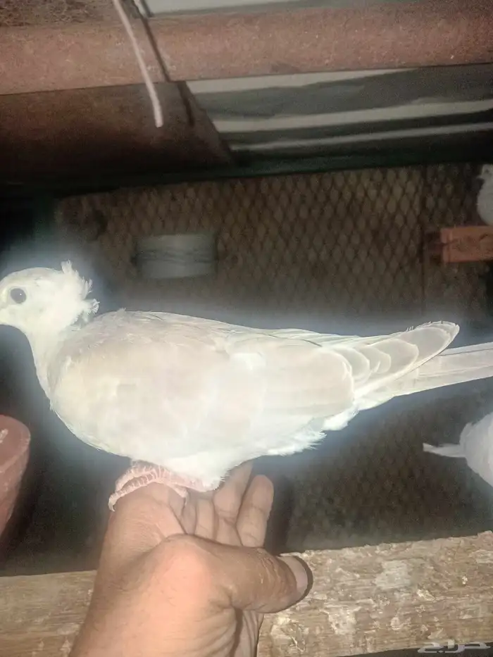 حمام ياكريم 0