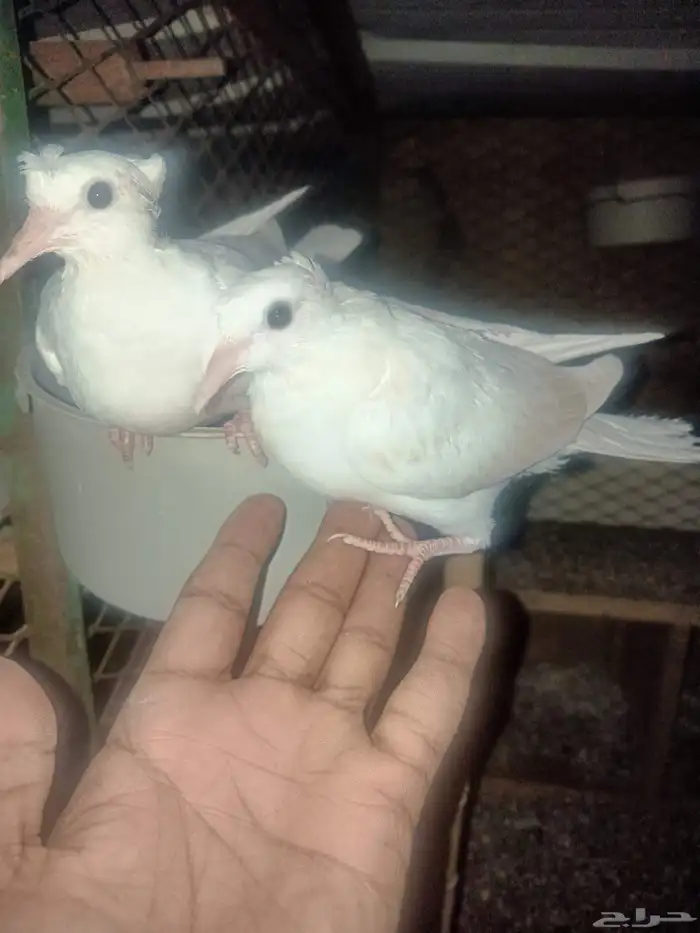 حمام ياكريم 6