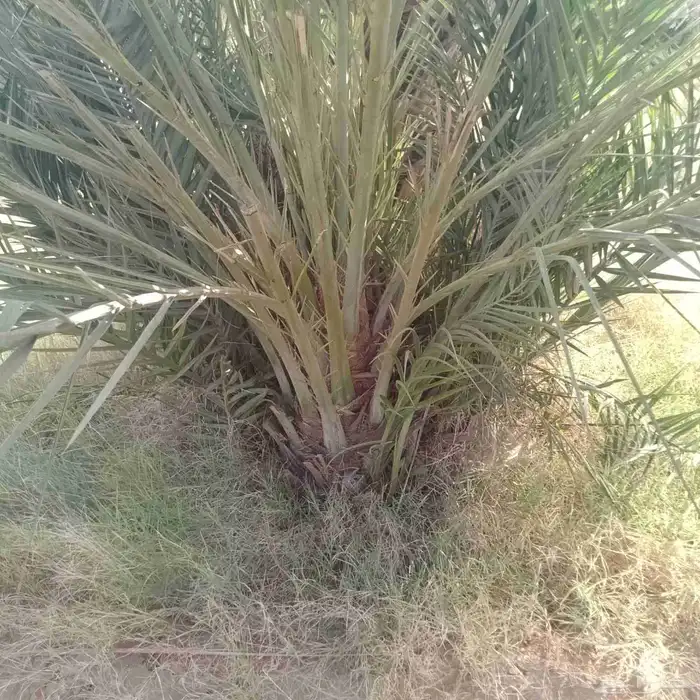 فسايل نخل مثمره 2