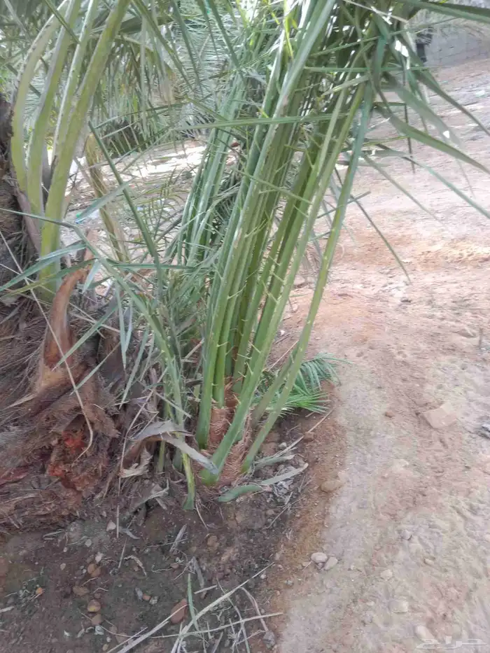نخل نخيل فروخ خلاص عجوه سكري برحي صقعي مجدول عنبره خضري برني 5