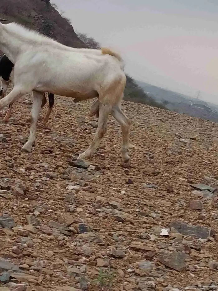 فحل ماشالله مد وحرم الموقع العيدابي 1