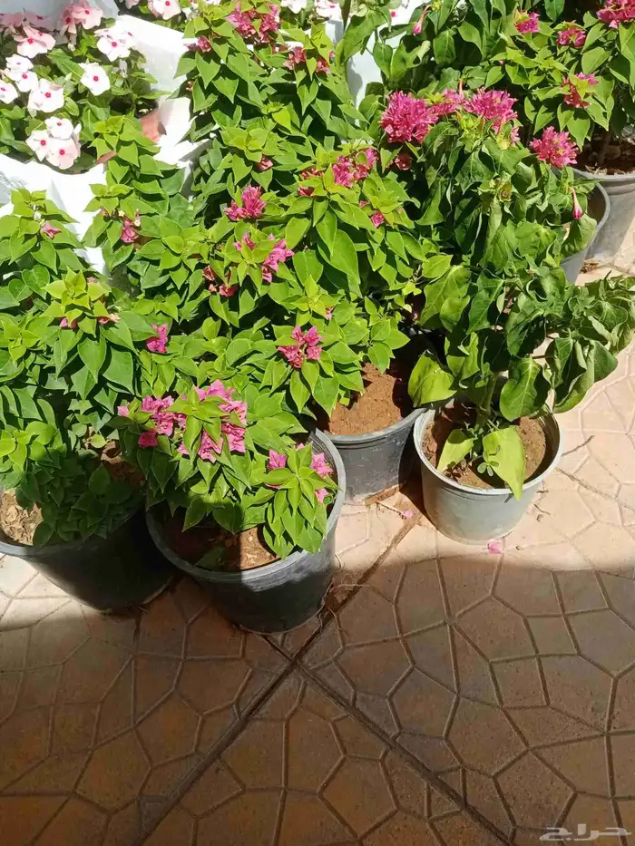 مشتل زراعي 12