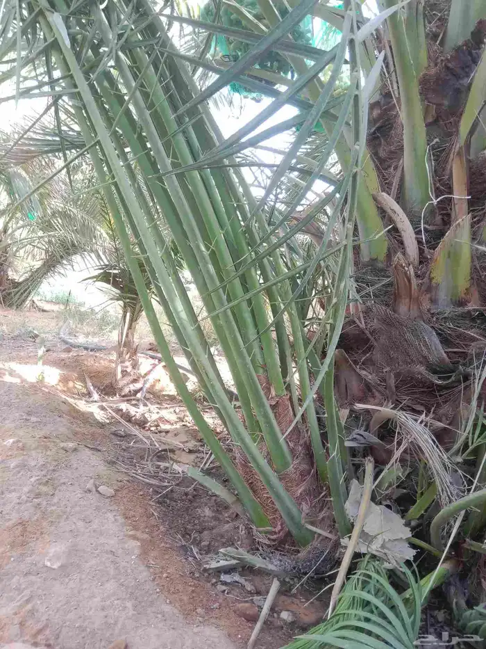 نخل نخيل فروخ خلاص عجوه سكري برحي صقعي مجدول عنبره خضري برني 4