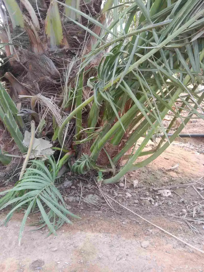 نخل نخيل فروخ خلاص عجوه سكري برحي صقعي مجدول عنبره خضري برني 6