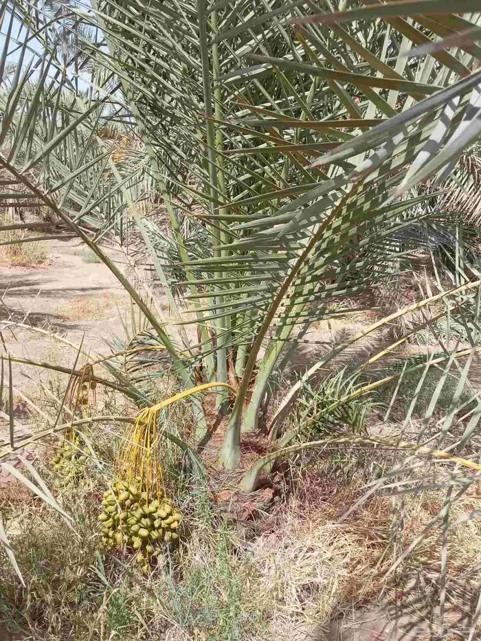 النخل للبيع وشاري يسوم جمله وتفرد حتا واحده 5