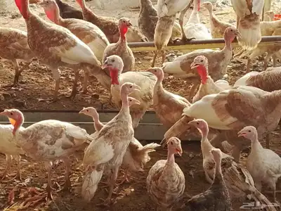 فروخ دجاج براهما بط بكيني دجاج رومي index