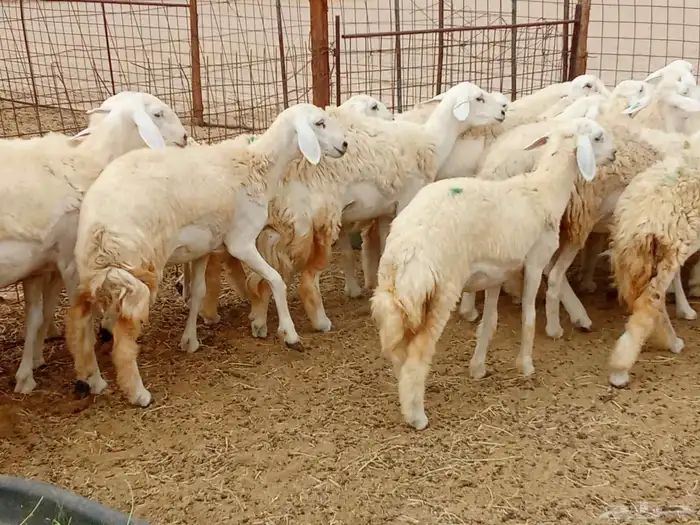 رخال صنف جدعه سنيه 6
